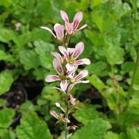 Francoa sonchifolia 